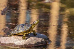 A yellow striped freshwater turtle, the orange-eared turtle, sits on a rock on the pond.