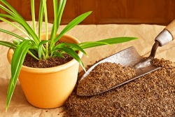 Dry coconut fibre substrate made eco-friendly and cheap from coco coir bricks, used as grow or potting soil, with trowel and a potted plant.