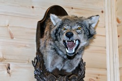 Taxidermy stuffed wolf's muzzle with bared mouth and teeth is hanging on a wooden stand on a wooden wall