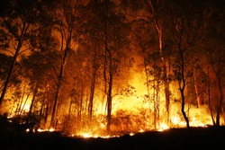 A bushfire burning orange and red at night.