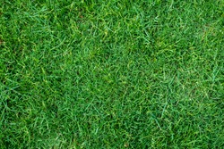 Green grass texture for background. Green lawn pattern and texture background. Close-up.