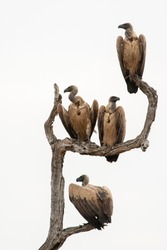 White Backed Vultures perched on a tree near a buffalo carcass in South Africa