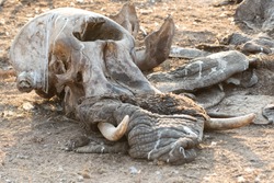 The remains of an Elephant carcass, a week after being killed in a fight, in South Africa