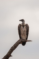 A White Backed Vulture seen perched on a dead tree, on a safari in South Africa