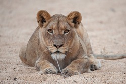 A female lion seen on a safari in South Africa