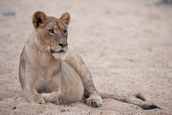 A female lion seen on a safari in South Africa