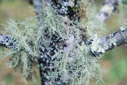 Blurred for background.Fruticose Lichens on a tree branch.