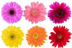 Multi Color Gerbera Daisy as background picture.flower on clipping path.