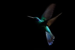 Hummingbird, sparkling violetear (Colibri coruscans) in flight. Low-key bird portrait. Bird in flight. Low light. Hovering, black background, Colombia, beautiful green bird in flight, nature scene