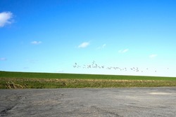 Migratory birds geese and green field, blue sky in background.