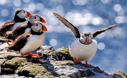 The flock of Atlantic puffins are standing on a cliff under sunlight. Farne Islands, Northumberland England, North Sea. UK