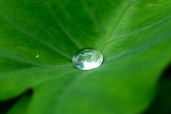 Waterdrop on green leaf background. Tropical green banana taro leaf.