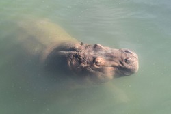 Large Hippopotamus swimming right below the water surface in the sunlight