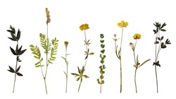 Dry pressed wild flowers and plants isolated on white background. Botanical collection