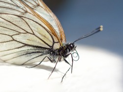 beautiful white butterfly macro portret, soft blurred background. Close up view, selective focus image.