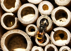 wild bee feeding a larva insect hotel