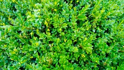 Buxus sempervirens. Background - green leaves. For text, flyer, cover, presentation. Fresh, eco-friendly, calm. Green garden.