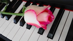 Red rose and music piano keyboard. Music art. Composition, creative, creativity. Red rose, romance sound.
