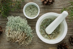 Healthy natural medicines of moss, Reindeer lichen and juniper. Herbal medicine.