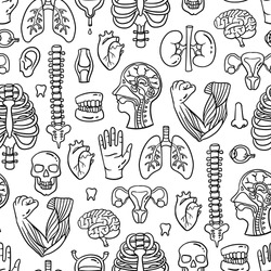 Vector seamless pattern on the theme of human anatomy. Cartoon background with isolated human organs and skeleton on white color