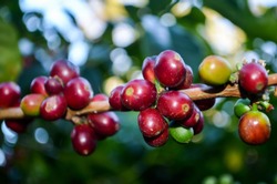 Ripe coffee berries of 