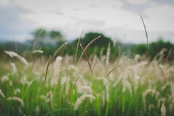 grass flower field with nautre background