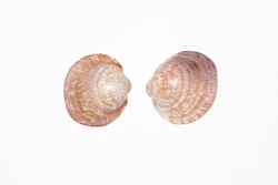 Two dog cockle or European bittersweet shells, Glycymeris glycymeri. Photo taken in studio on white background.