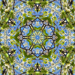 Green mandala from apple tree flower on blue background. Mandala made from natural objects. Spring ornament. Symmetry. Fractals and kaleidoscope. abstract kaleidoscopic arabesque. geometrical