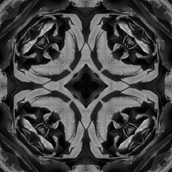 abstract background of bw rose flower with water drops pattern of a kaleidoscope. black white monochrome fractal mandala. kaleidoscopic arabesque. geometrical ornament floral seamless pattern