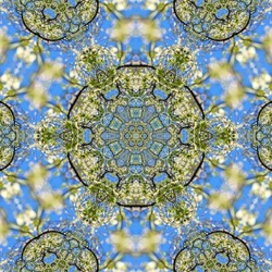 Blue mandala from apple tree flower on sky background. Mandala made from natural objects. Spring ornament. Symmetry. Fractals and kaleidoscope. abstract kaleidoscopic arabesque. geometrical pattern