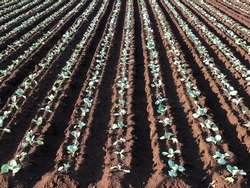 Many row ridge planting with green seedling of cabbage. Young cabbage growing in gardening.