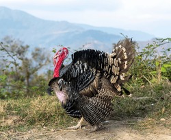side view of domestic turkey in nepal