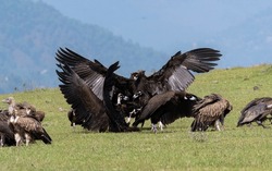 Cinereous vulture landing image with open wings on another vulture shoulder