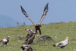 Steppe eagle takeoff image with both wings up from the green grass land
