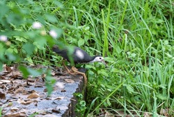 White-breasted waterhen looking around the jungle