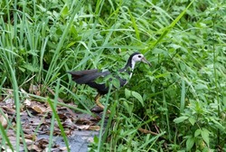 White-breasted waterhen looking around the jungle