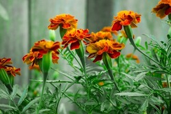 Black Street, marigolds (Tagetes), family flowers Astro