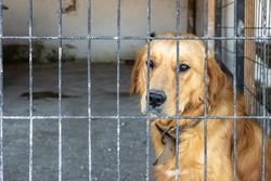 Sad unhappy Golden Retriever dog inside iron fence waiting to be adopted at animal shelter. Derelict captive animals