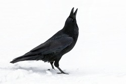 Raven, Corvus corax, a single adult bird stood in snow during a snow shower catching snow flakes, Jasper, Canada, November