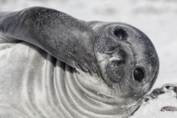 Southern Elephant Seal pup