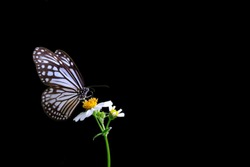 Close-up Common Glassy Tiger butterfly sucking nectar from grass flowers on isolated black background
