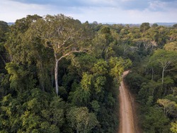 Drone aerial view of amazon rainforest in Jamanxim National Forest, Para, Brazil. Giant trees on an illegal road in a threatened area of the forest. Concept of environment, ecology, conservation.