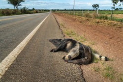 Sad scene of dead giant anteater, Myrmecophaga tridactyla, run over, killed by vehicle on the road. Wild animal roadkill in the amazon rainforest, Brazil. Concept of ecology, environment, biodiversity