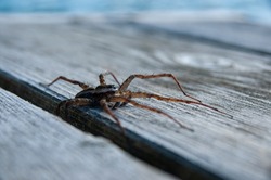 Dock spider emerges from beneath a cottage