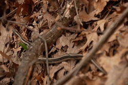 A garden snake slithering on the forest floor