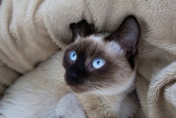 A funny portrait of a Thai (Siamese) domestic cat lying on its back on a fluffy plaid with a surprised look and large blue eyes. Close up. Siamese cat warily watching. Beautiful blue eyes
