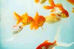 The colorful Oranda goldfish in freshwater aquarium. Carassius auratus is one of the most popular ornamental fish.