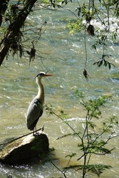 A grey heron bird at the Neckar river, Germany               