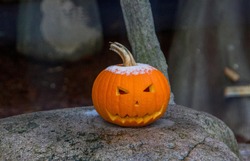 An orange hokkaido pumpkin carved as jack-o-lantern for Halloween or harvest season with some snow on top of it, while placed on a grey stone