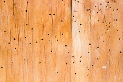 Old wood furniture with wood worm holes, that are destroying the furniture itself and have to be exterminated
